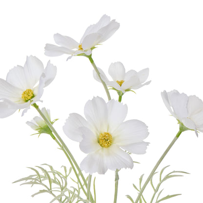 Faux Cosmos - Milk Bottle | White -  35cm