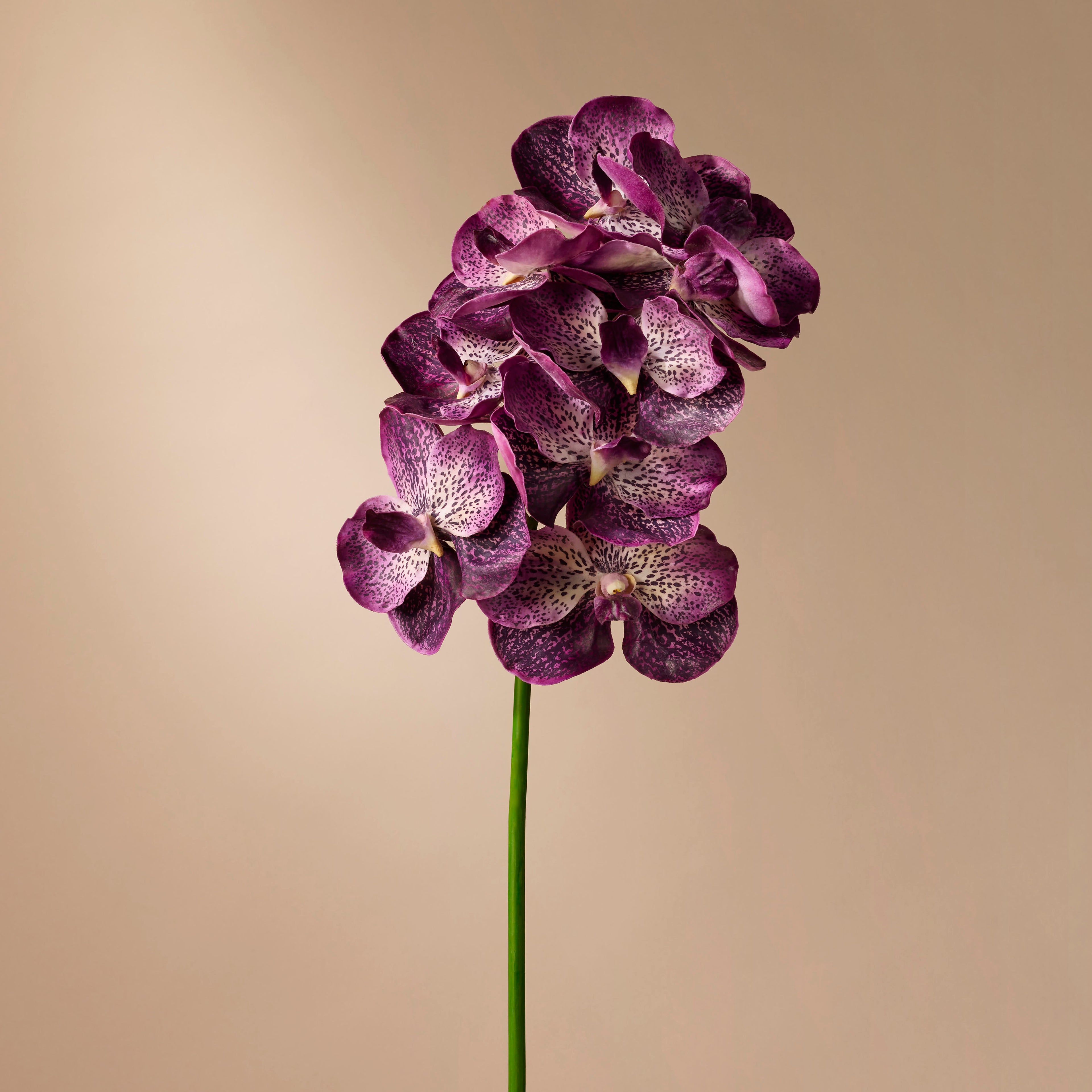 Faux Vanda Orchid | Purple - 66cm