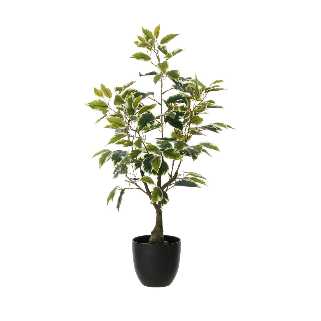 Rogue Ficus Tree Pot Variegated