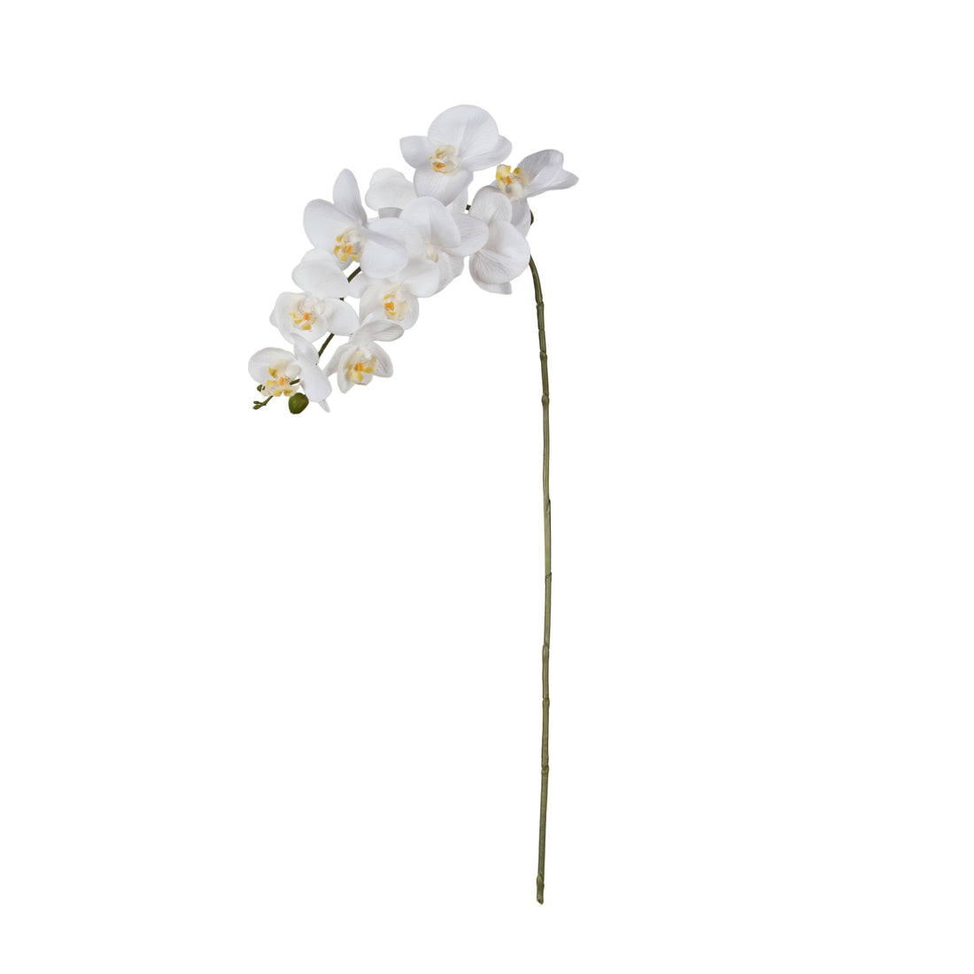 Rogue Phalaenopsis Orchid Stem White