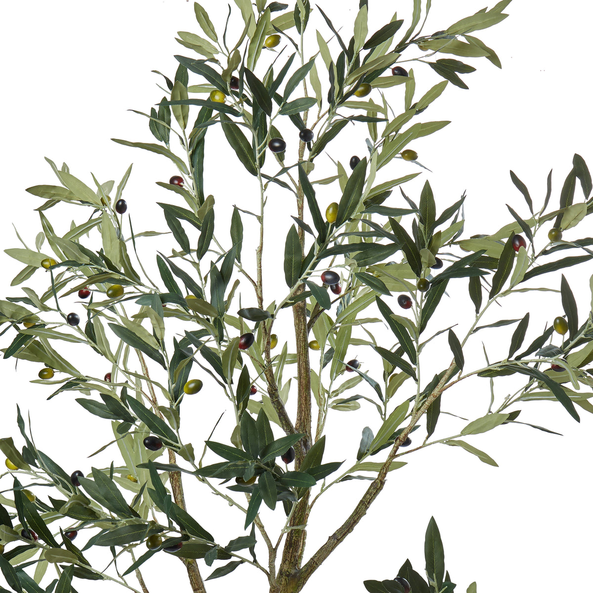 Rogue Olive Tree Green