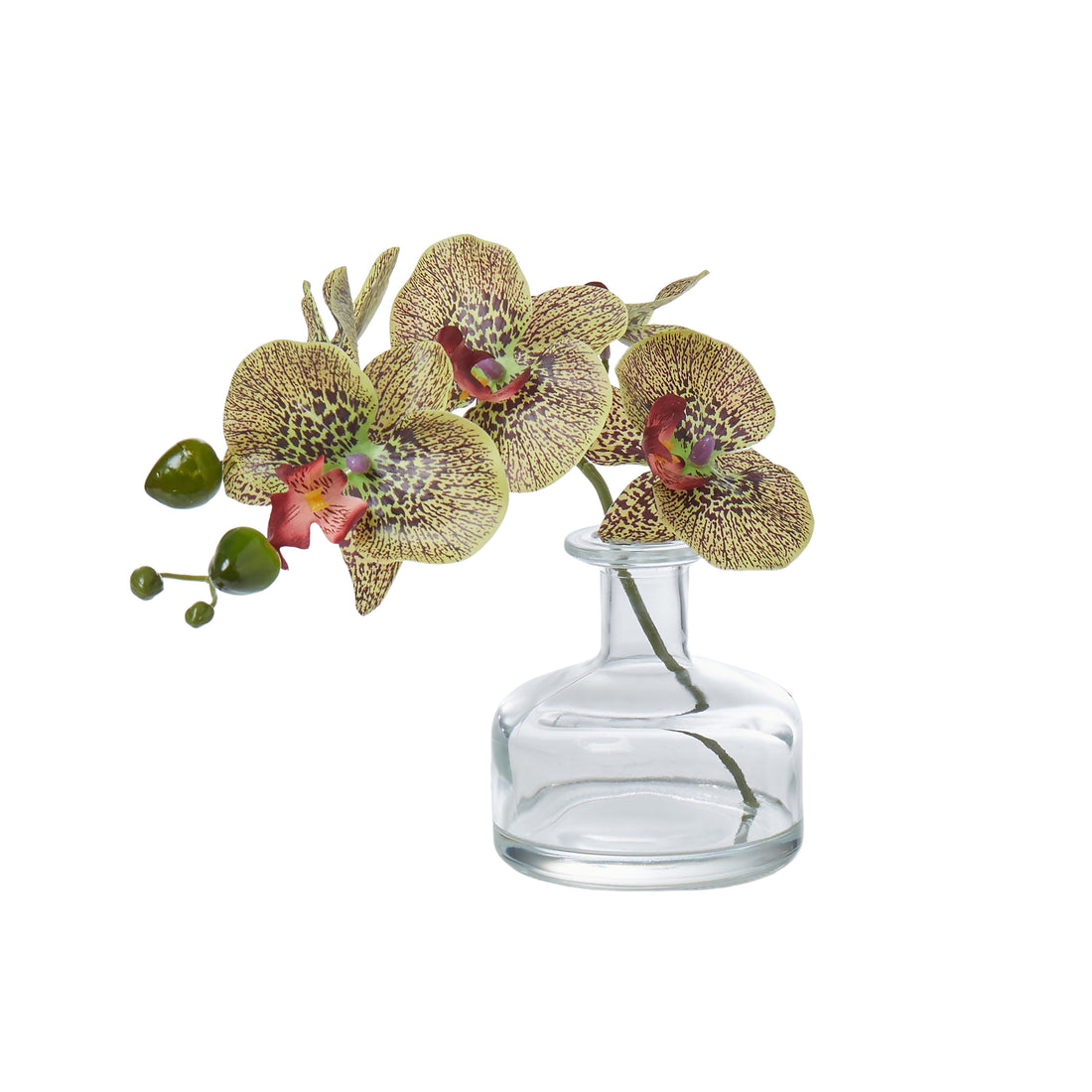 Faux Phalaenopsis in Glass Vase | Green/Burgundy - 22cm