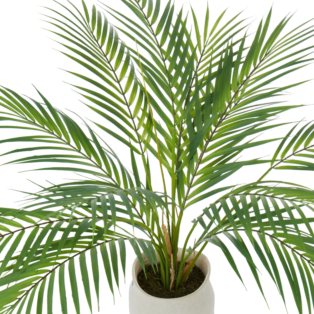 Rogue Phoenix Palm - Maliah Pot Green &amp; Cream