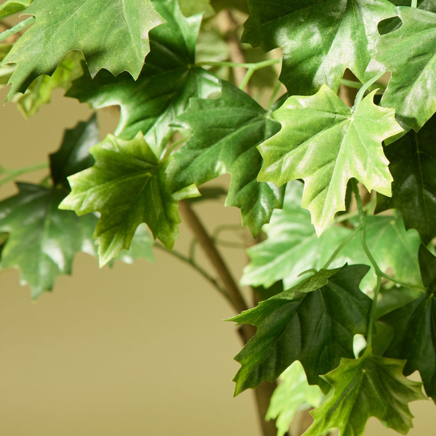 house plant that looks like maple leaf Maple Tree - Garden Pot | 150cm
