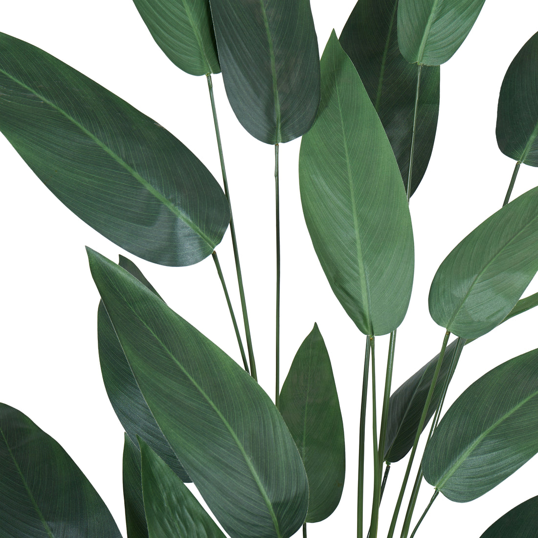 Rogue Sky Bird Plant Green