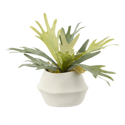 Faux Staghorn Fern - Maliah Wide Pot | Cream - 27cm