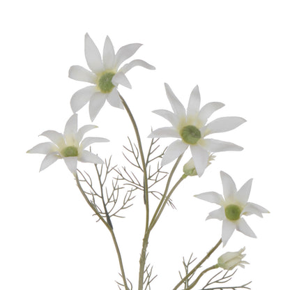 Rogue Flannel Flower Cream