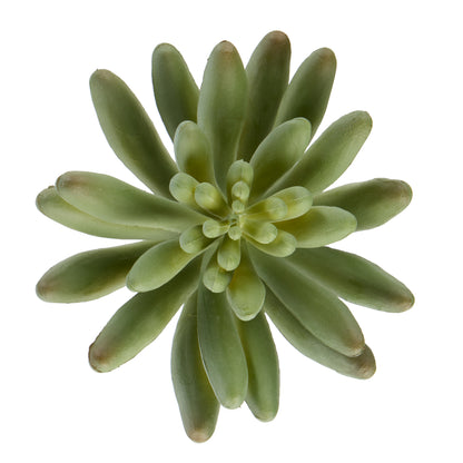 Rogue Mini Echeveria Green