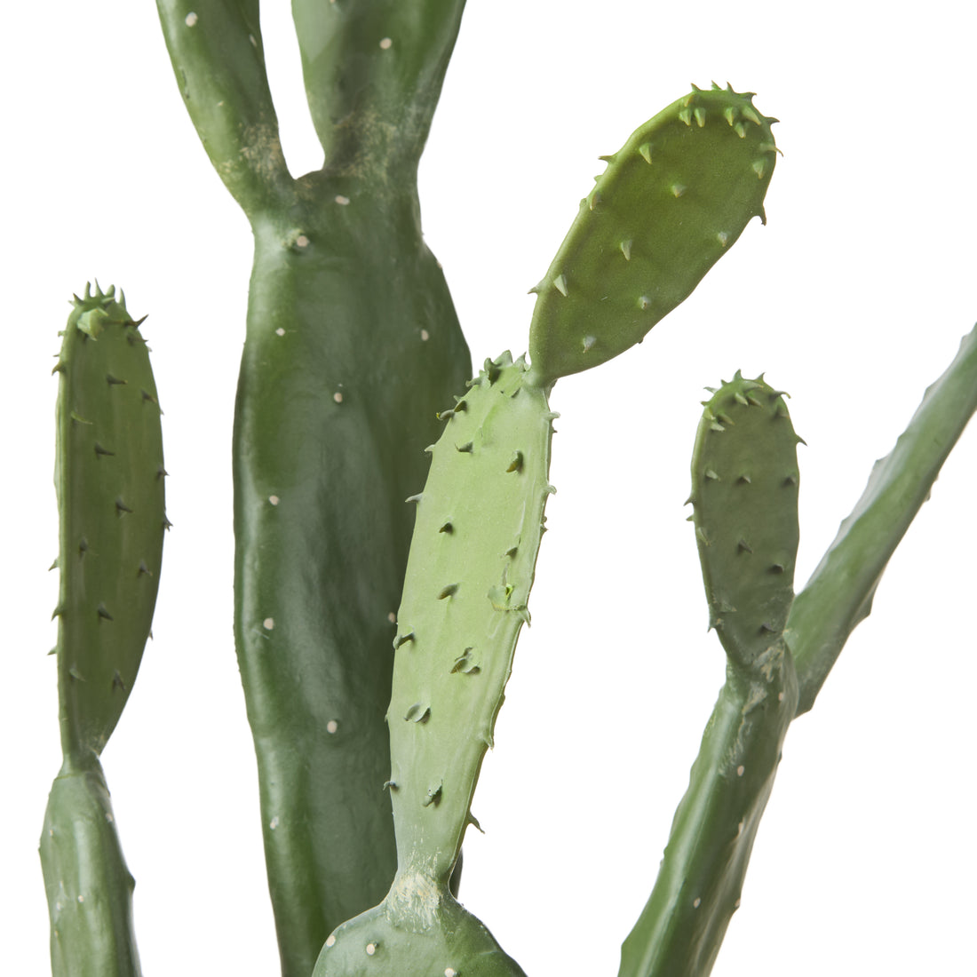 Rogue Pear Cactus - Garden Pot Green