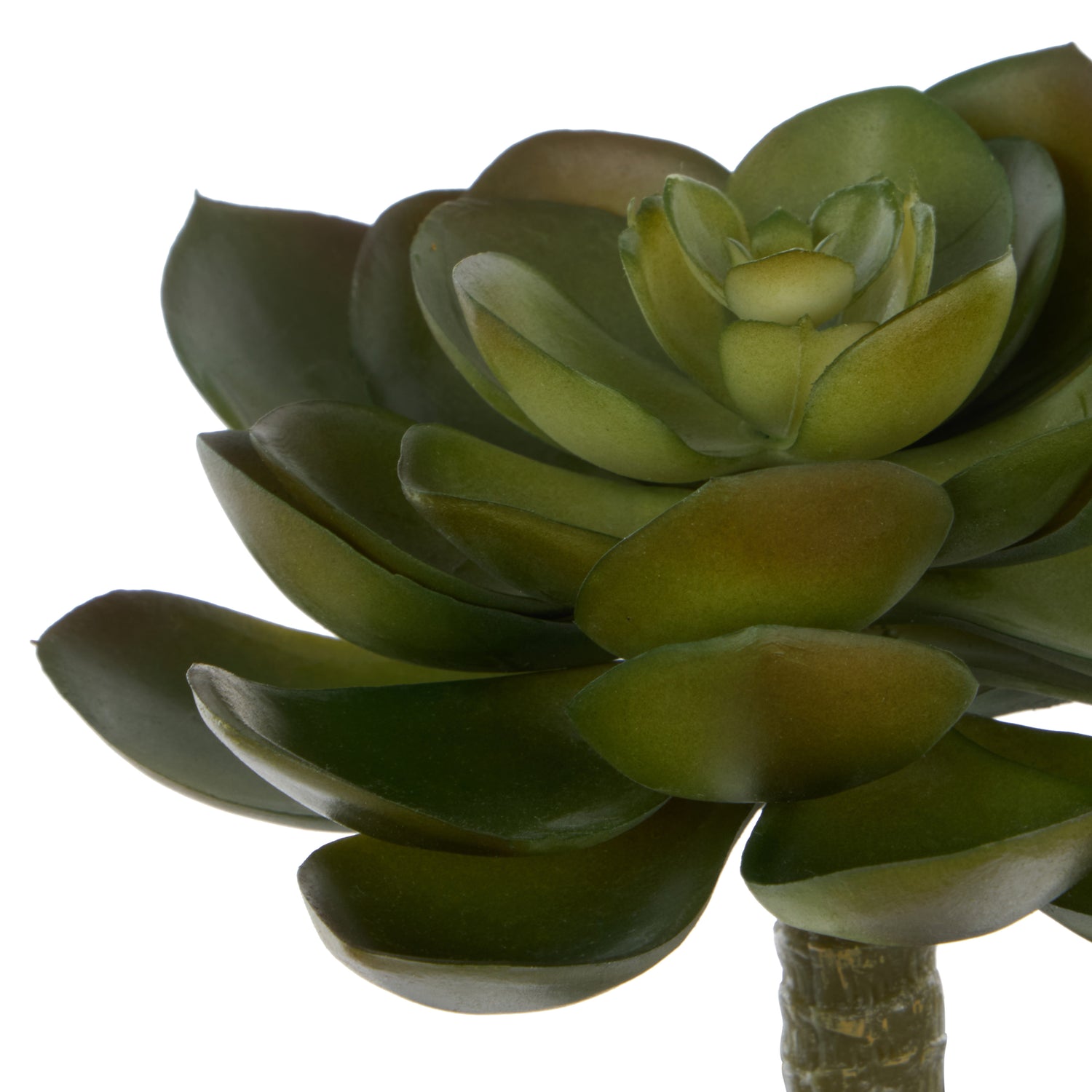 Faux Echeveria Succulent | Green - 13cm