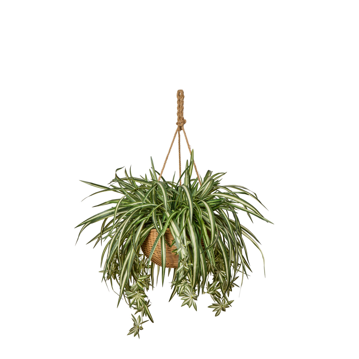 Rogue Spider Plant - Laos Hanging Green &amp; White
