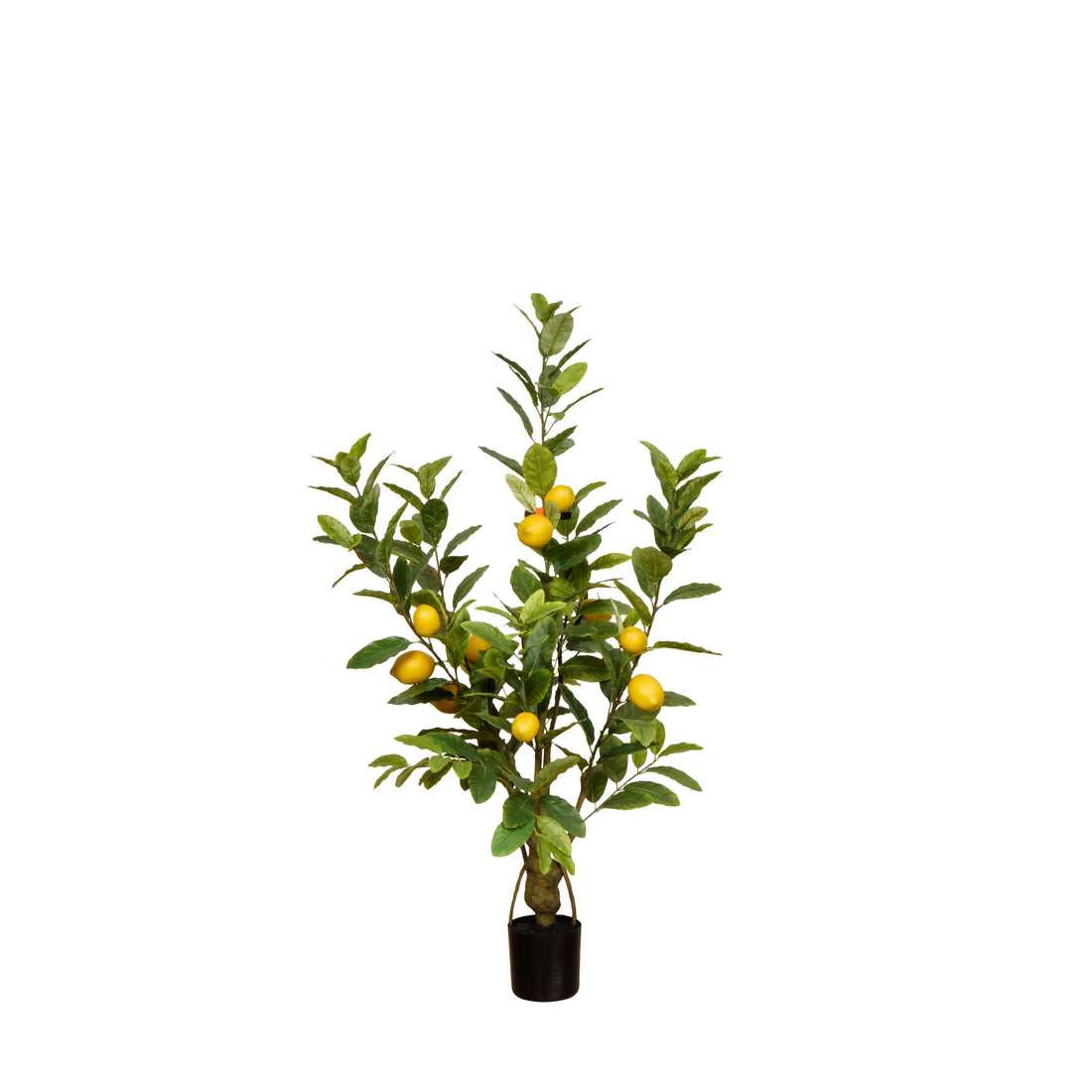 Rogue Lemon Tree - Garden Pot Yellow