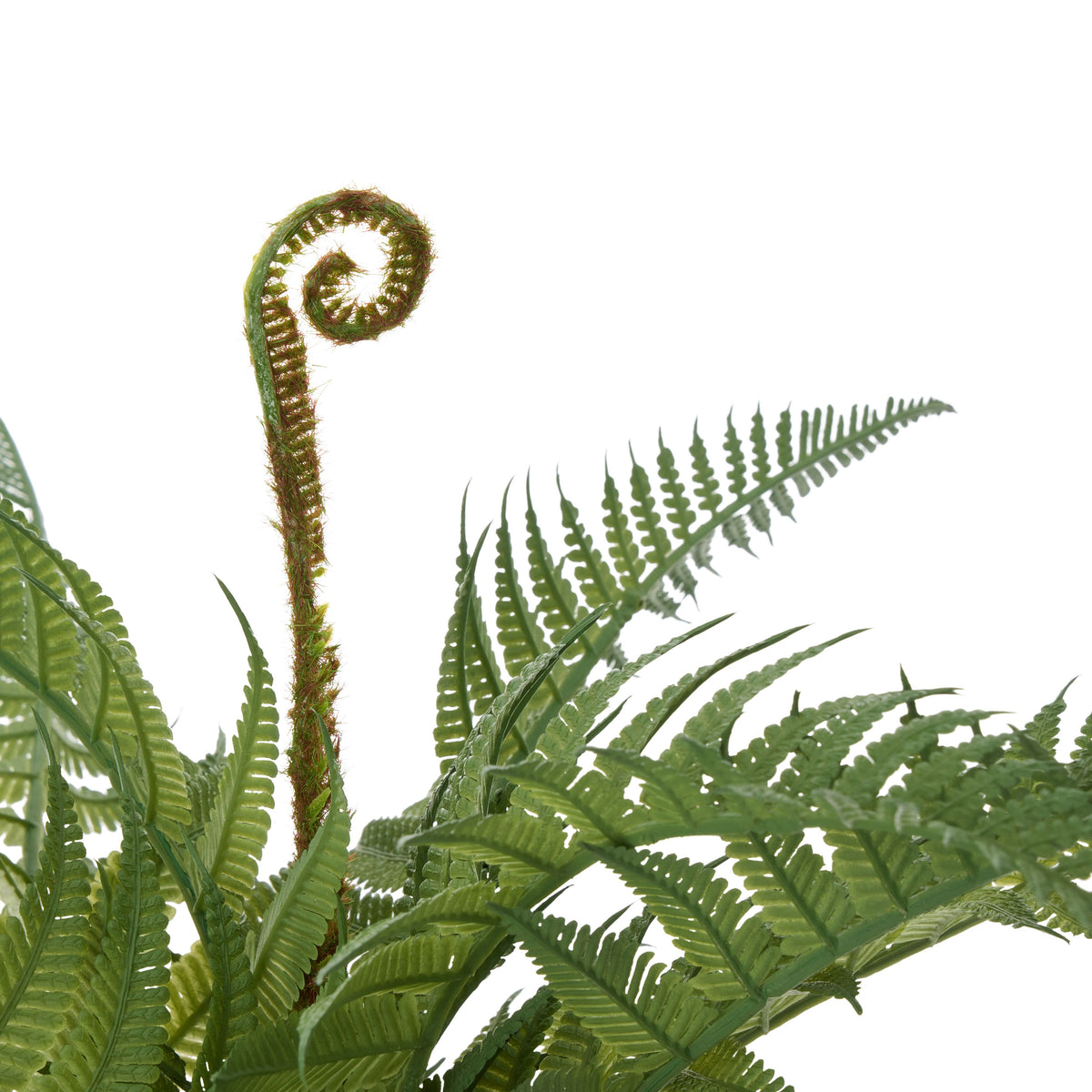 Rogue Boston Fern - Garden Pot Green
