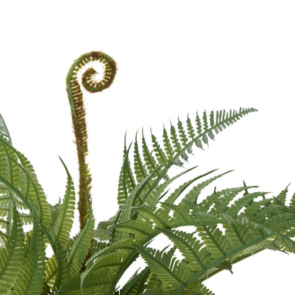 Rogue Boston Fern - Garden Pot Green
