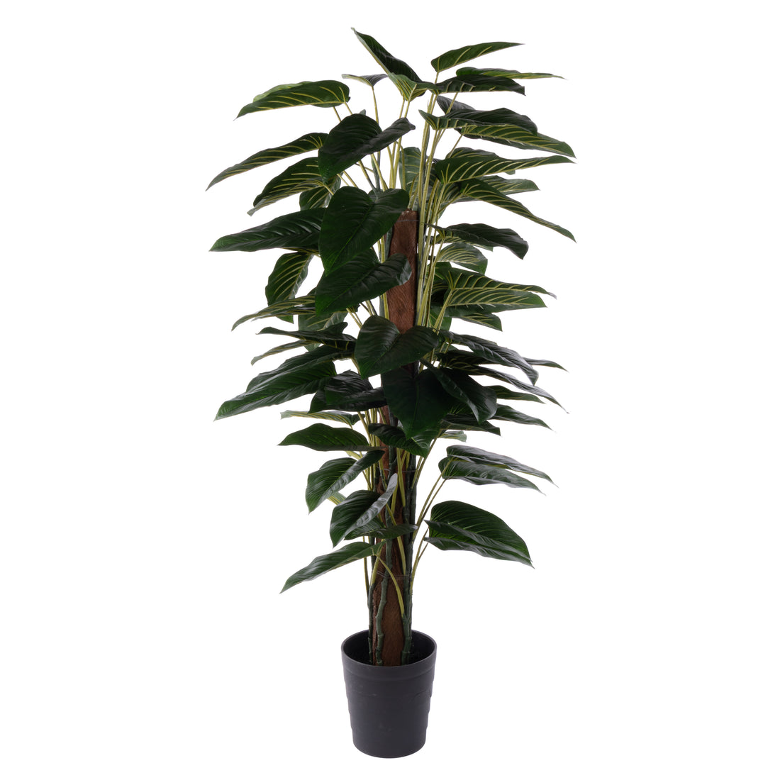 Rogue Philodendron UV - Garden Pot Green