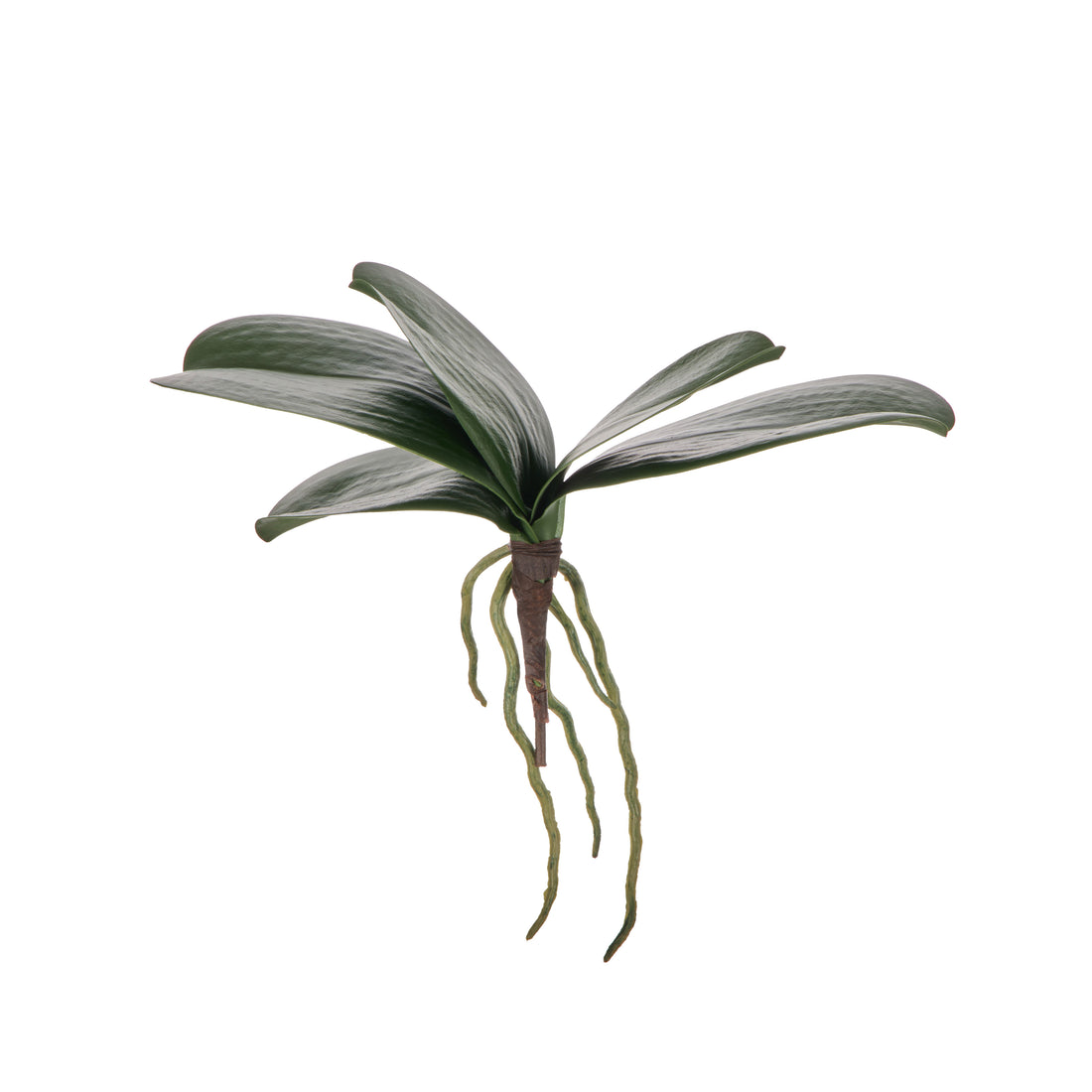 Rogue Orchid Rooted Foliage Green