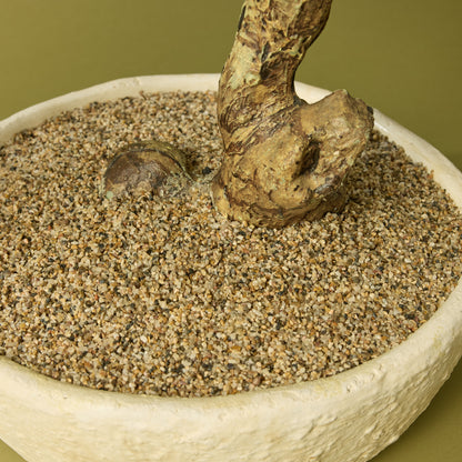 Faux Pine Bonsai - Textured Cement Pot | Cream - 96cm