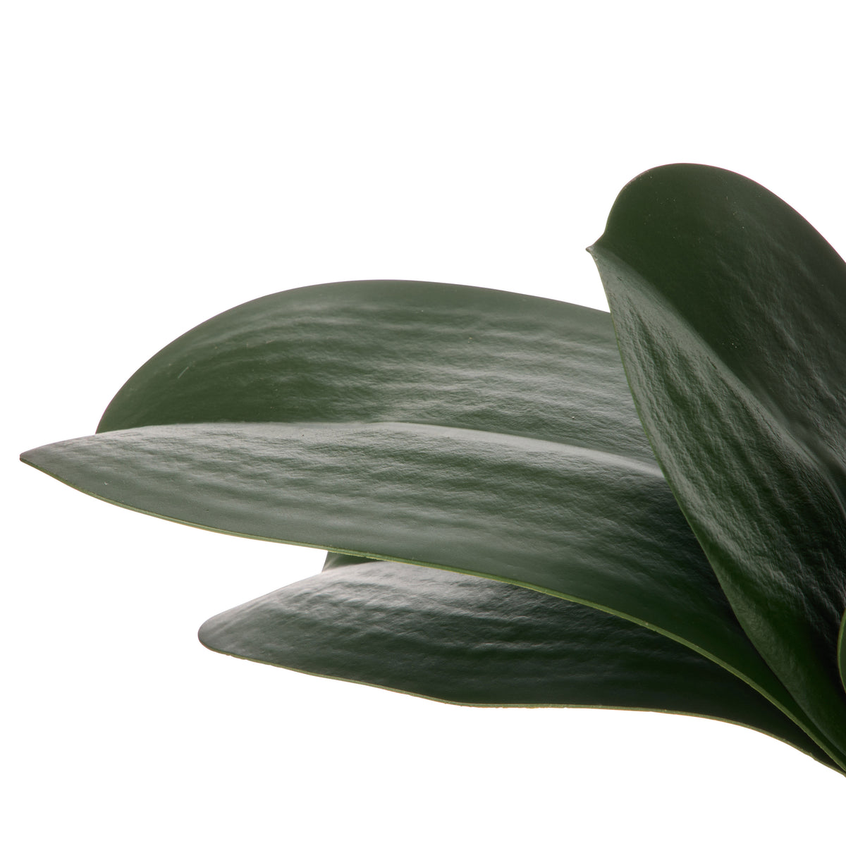 Rogue Orchid Rooted Foliage Green