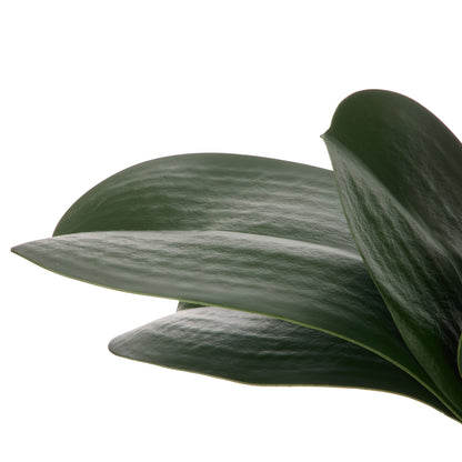 Rogue Orchid Rooted Foliage Green
