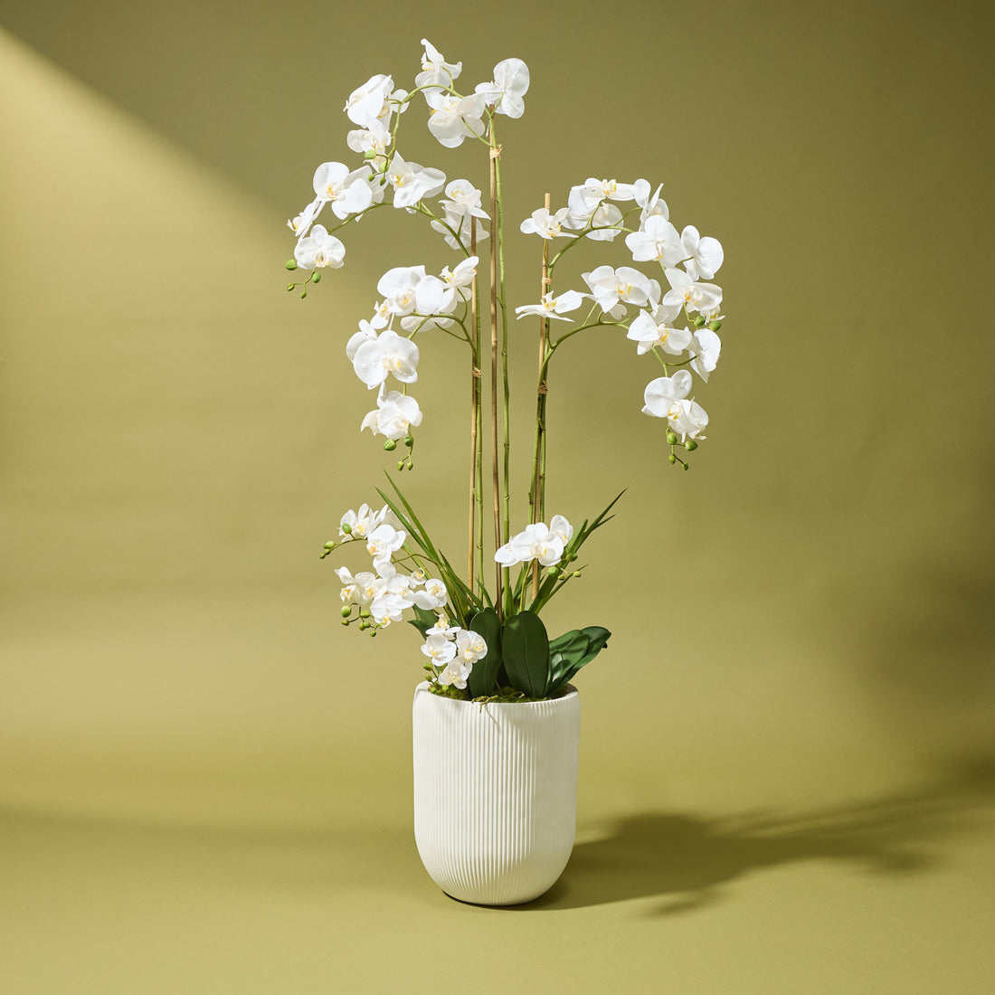 Faux Phalaenopsis Orchid - Ribbed Pot | White - 150cm