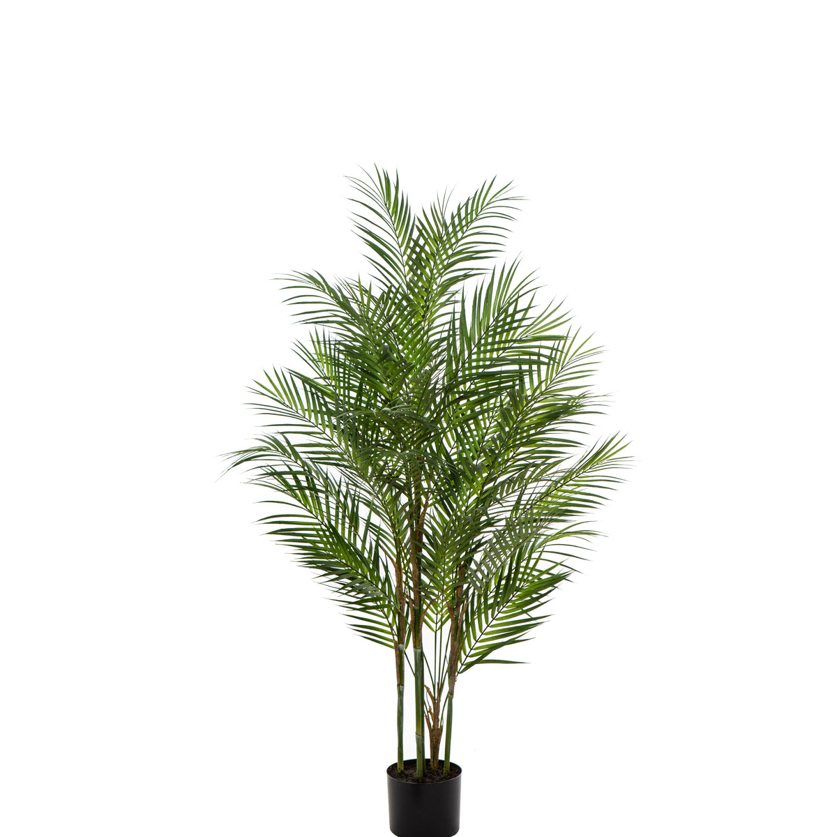 Rogue Phoenix Palm - Garden Pot Green
