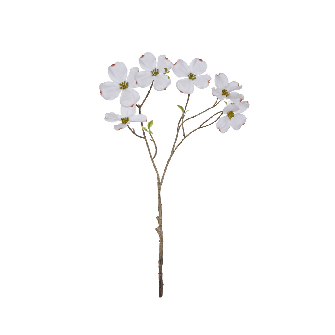 Rogue Dogwood Spray White