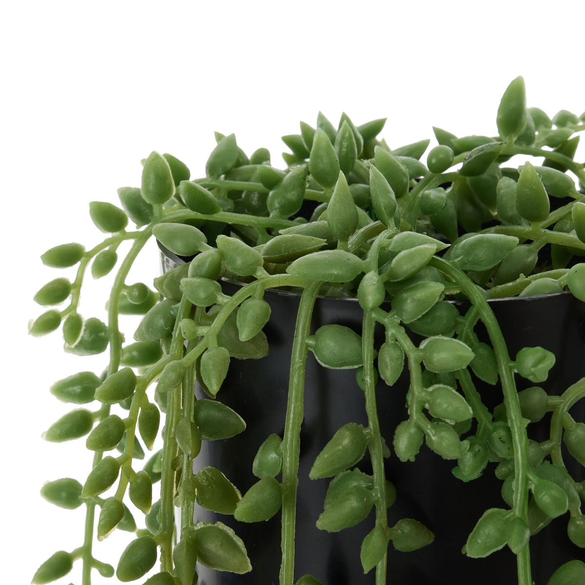 Rogue String of Teardrops - Garden Pot Green