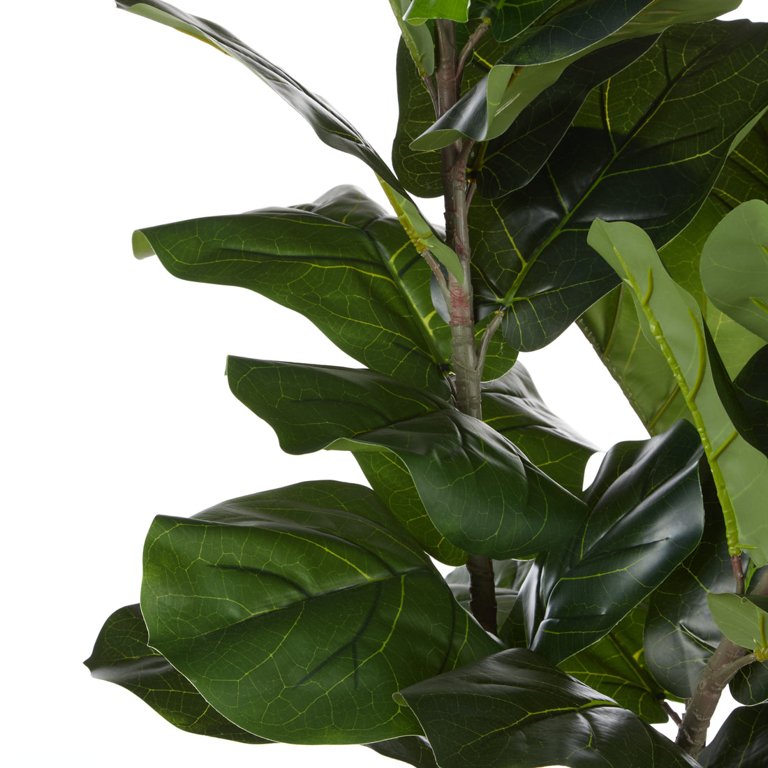 Rogue Giant Fiddle Plant - Vienna Planter Green