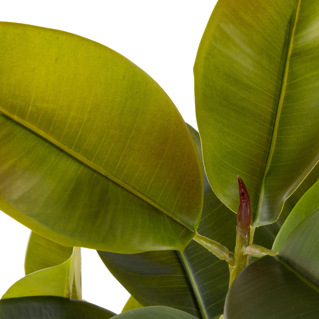 Rogue Rubber Tree Potted Green