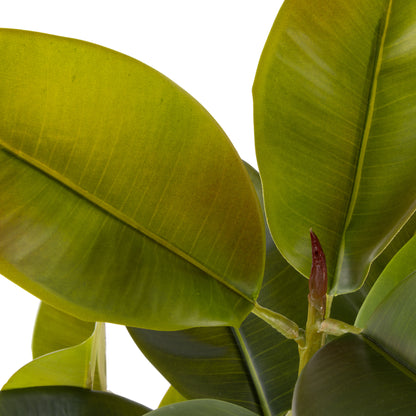 Rogue Rubber Tree Potted Green