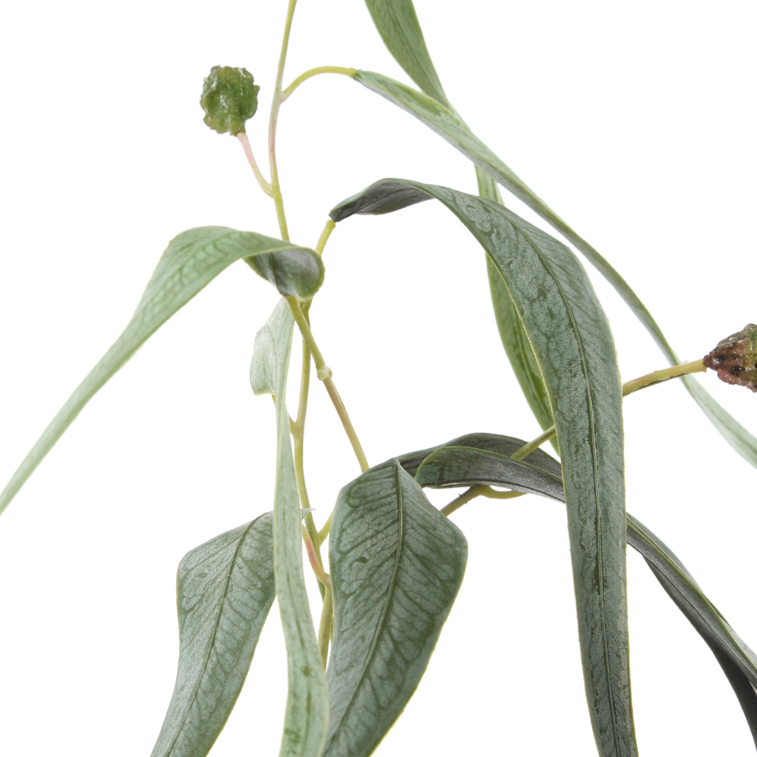 Faux Eucalyptus Gum Nut Spray | 122cm