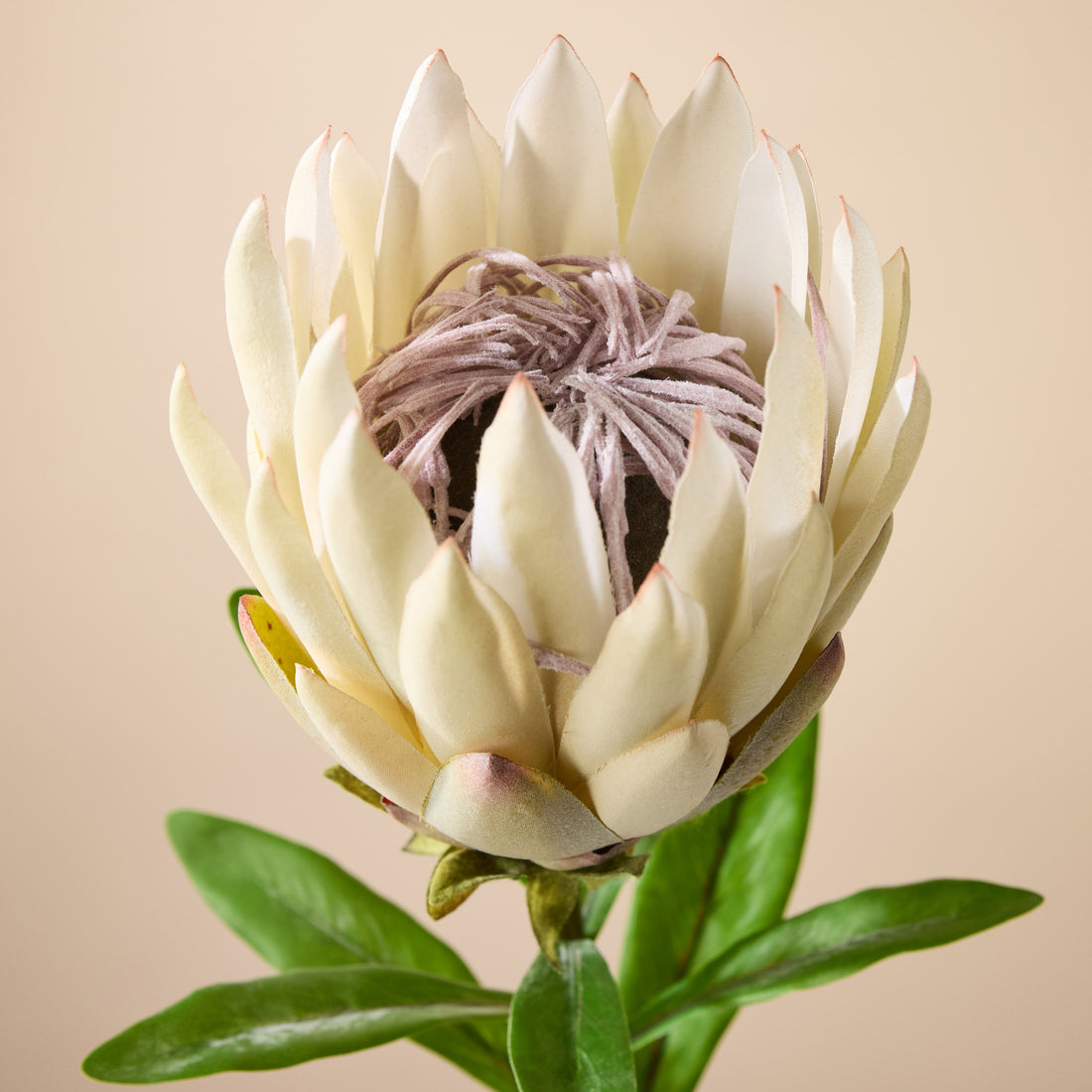 Faux Protea Spray | Cream - 60cm