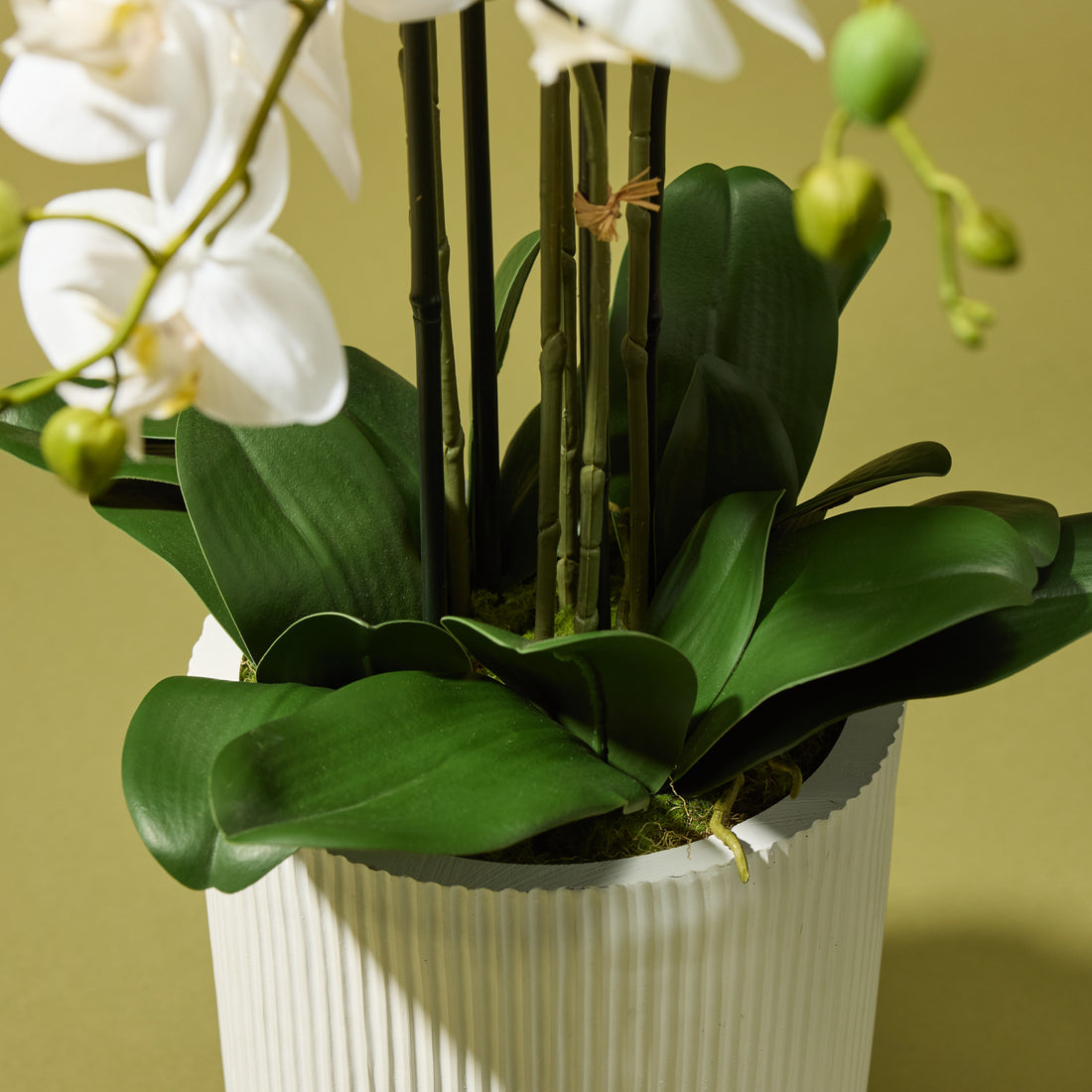 Faux Phalaenopsis Orchid - Ribbed Pot | White - 124cm