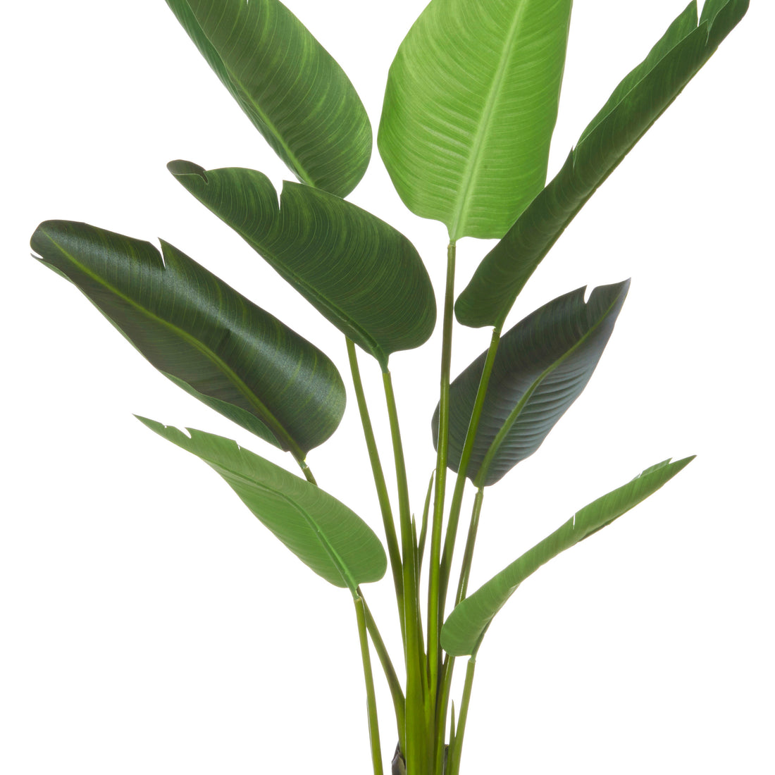 Rogue Giant Bird of Paradise Plant Green