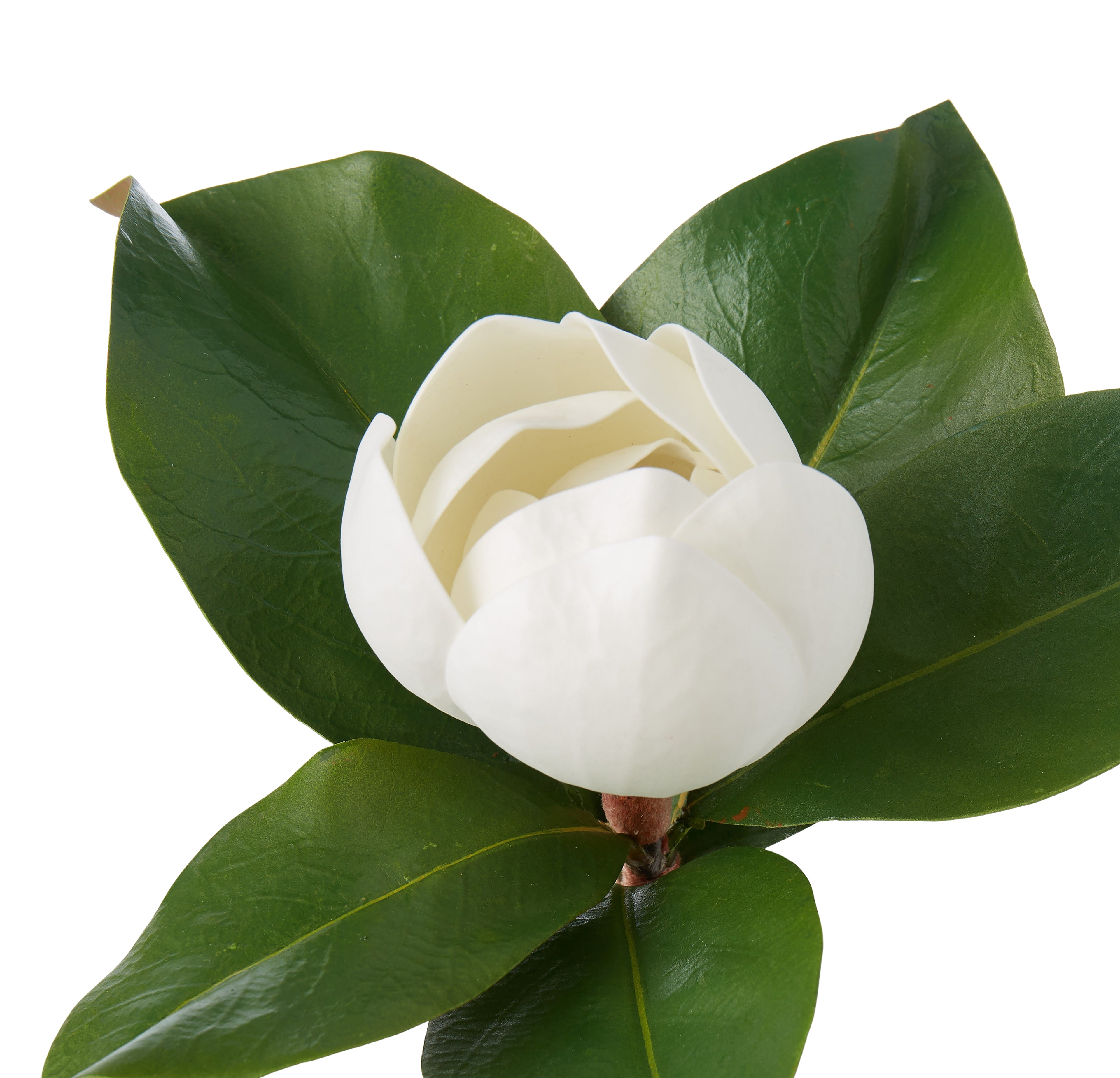 Faux Magnolia Stem | White - 35cm