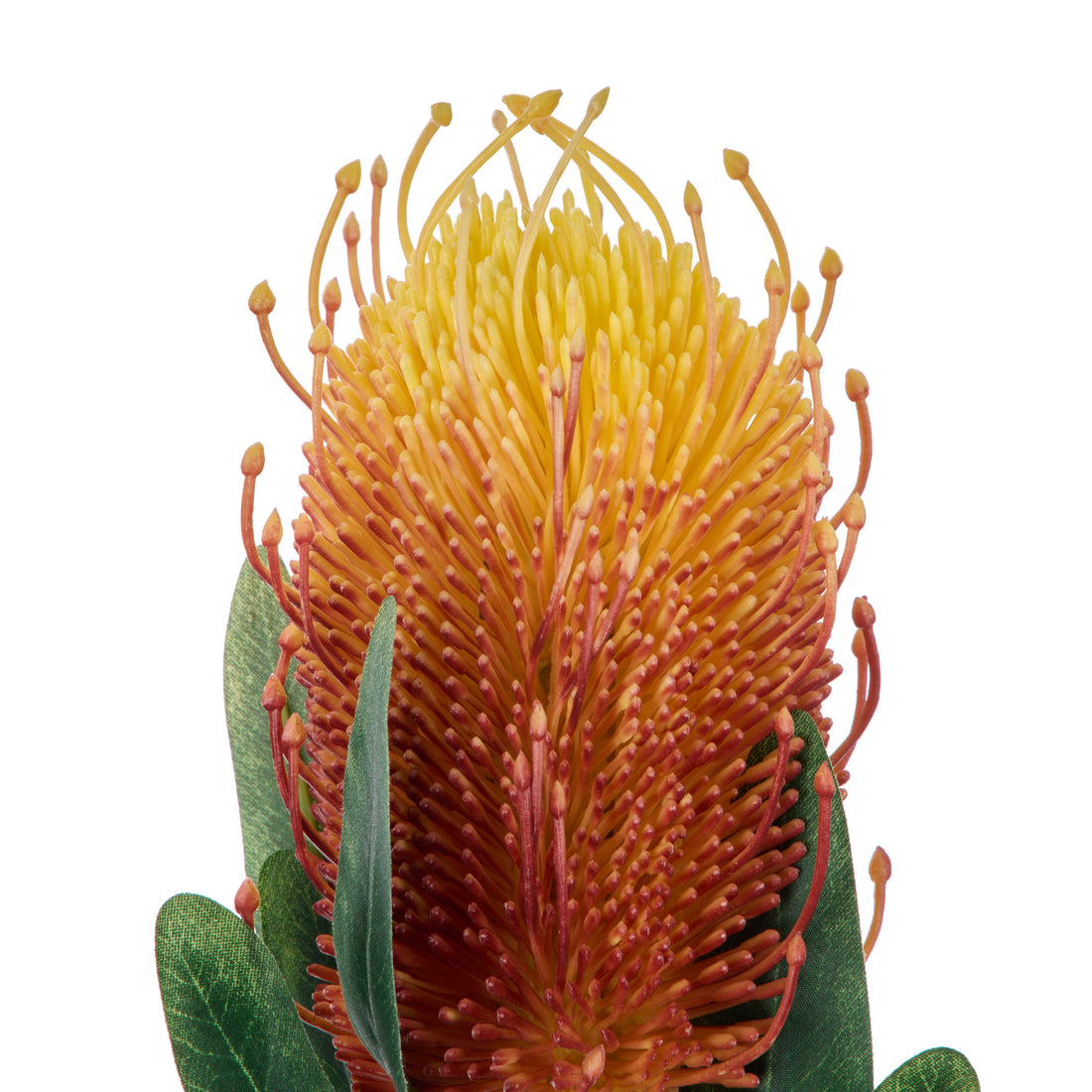 Rogue Coastal Banksia Stem Orange