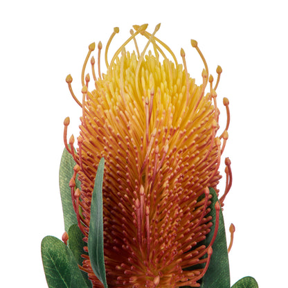 Rogue Coastal Banksia Stem Orange