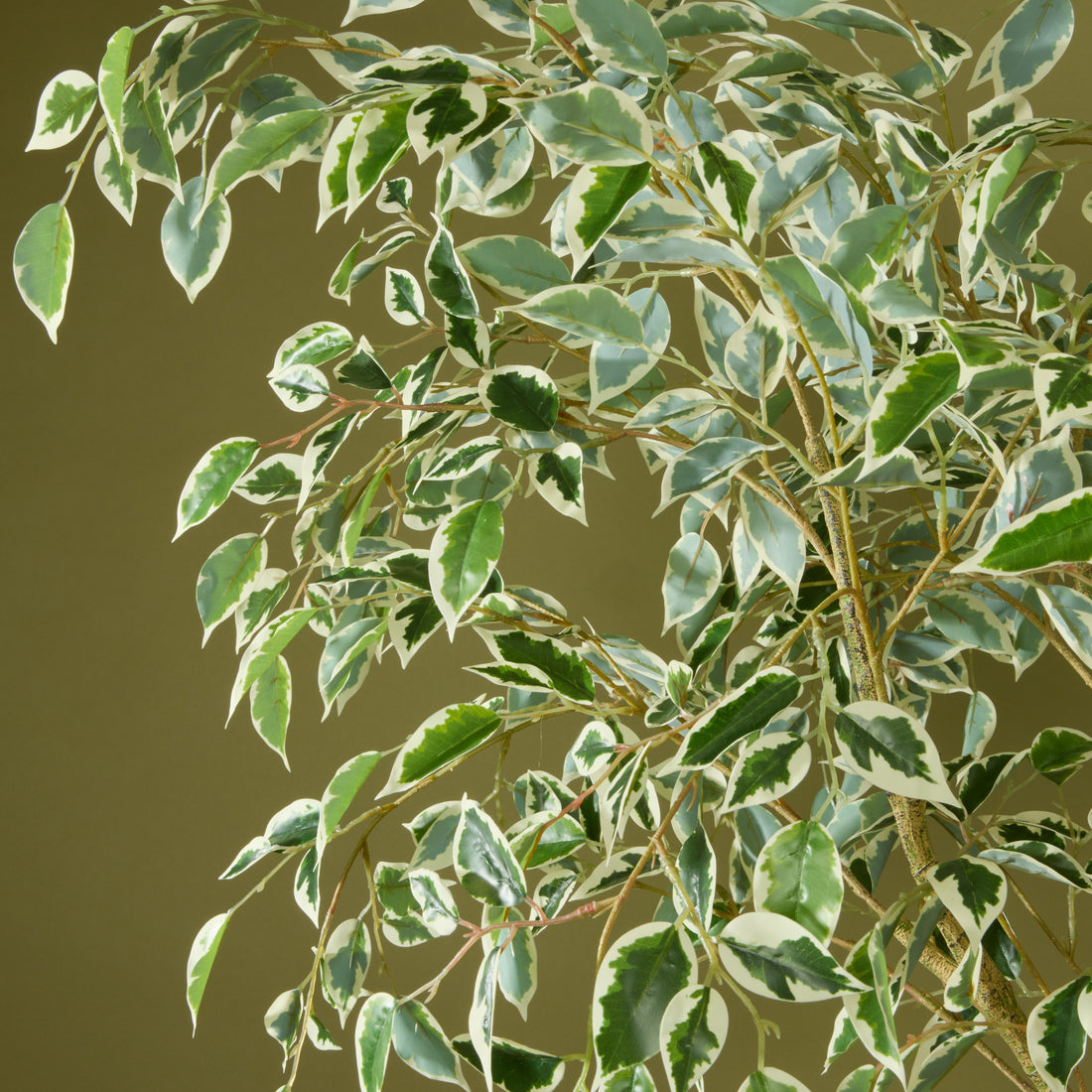 Faux Ficus Tree - White Pot | 180cm