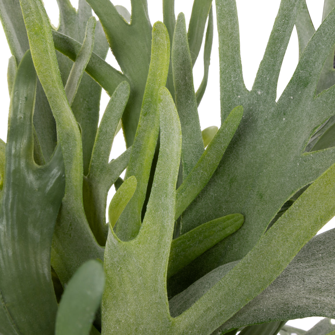 Rogue Staghorn Fern - Lyon Organic Planter Green