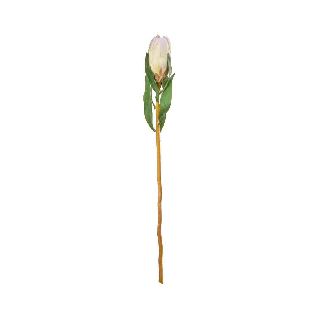 Rogue Protea Princess Stem Cream