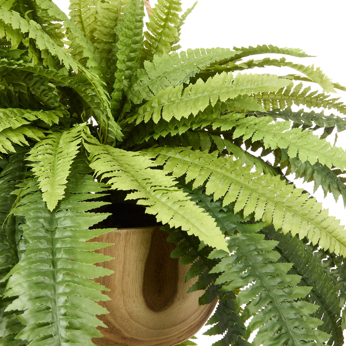 Rogue Boston Fern - Dansk Pot Hanging Green