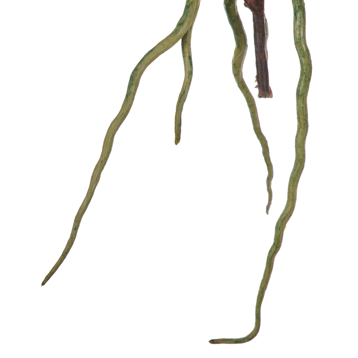 Rogue Orchid Rooted Foliage Green