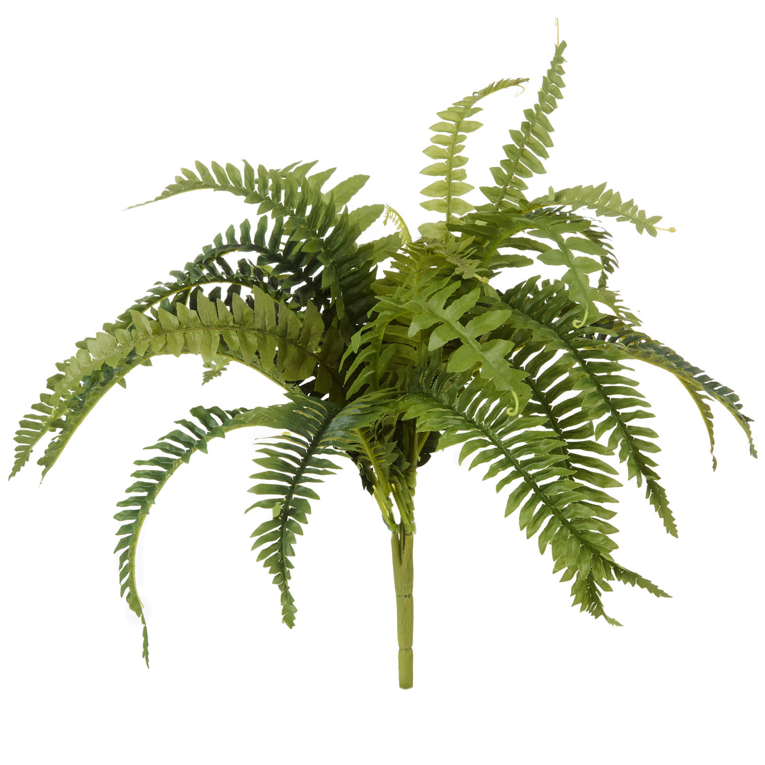 Rogue Boston Fern Bush Green