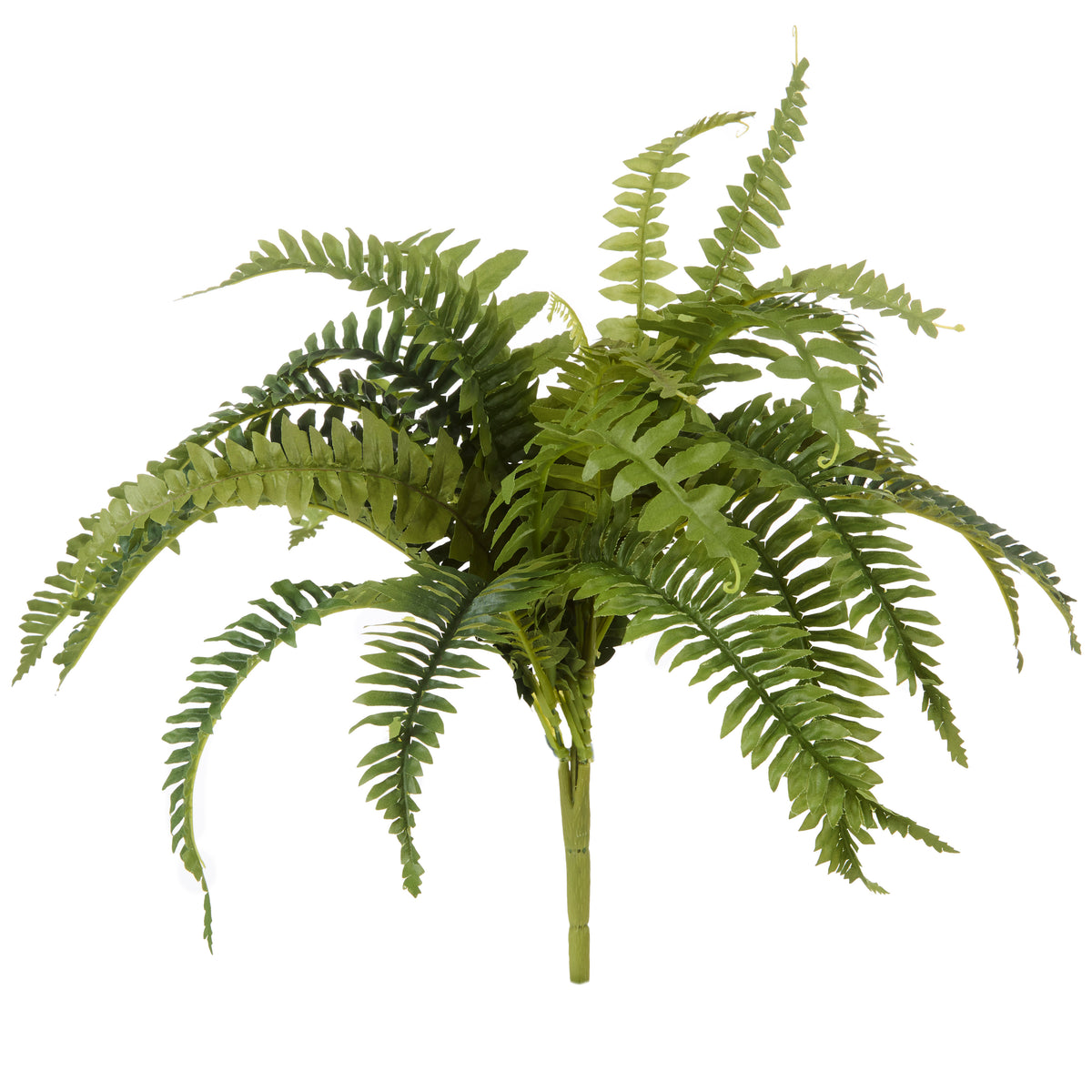 Rogue Boston Fern Bush Green