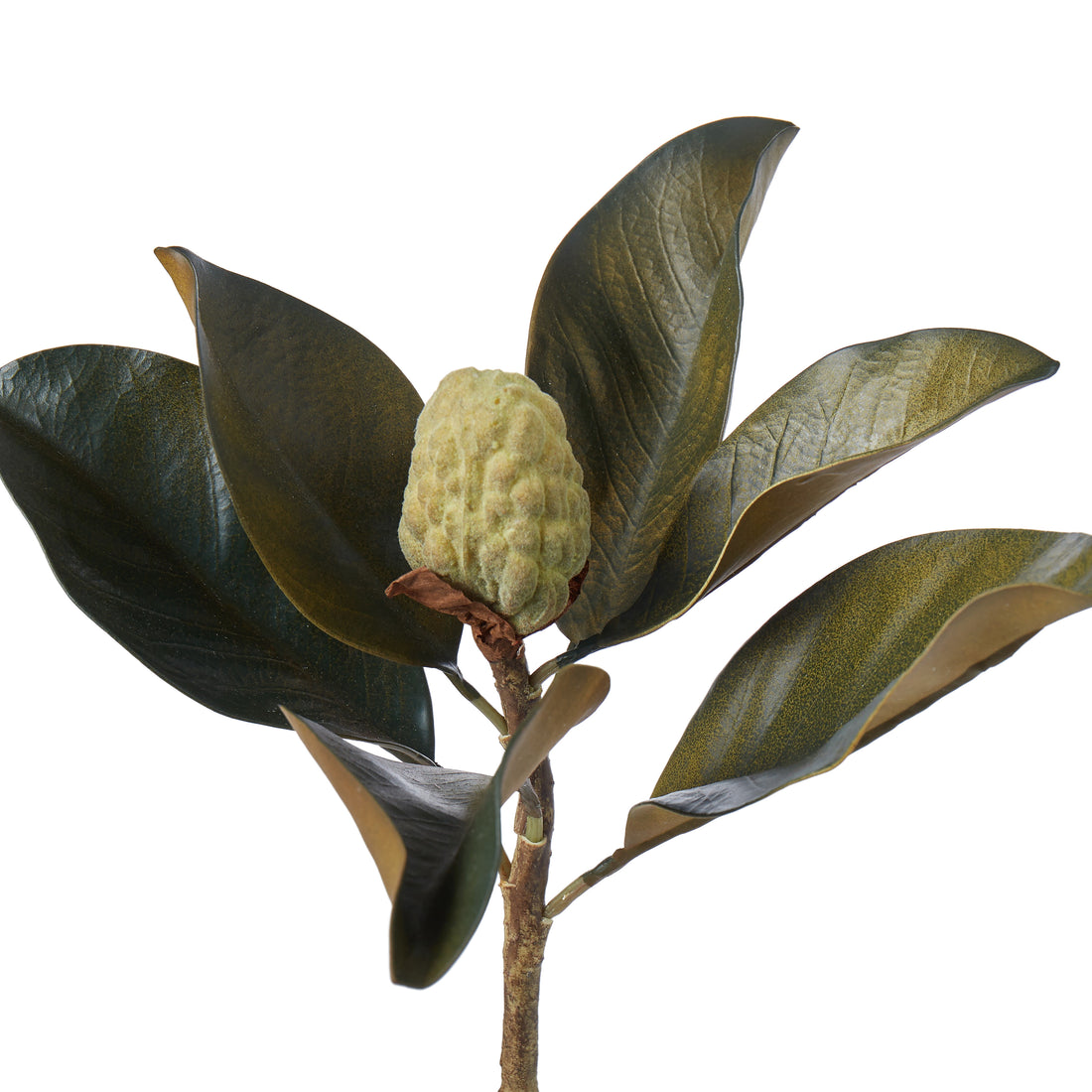 Rogue Magnolia Bud Foliage Green