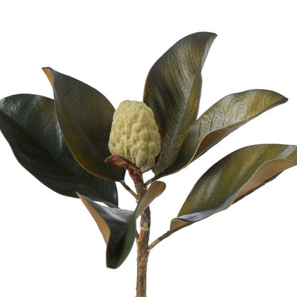 Rogue Magnolia Bud Foliage Green
