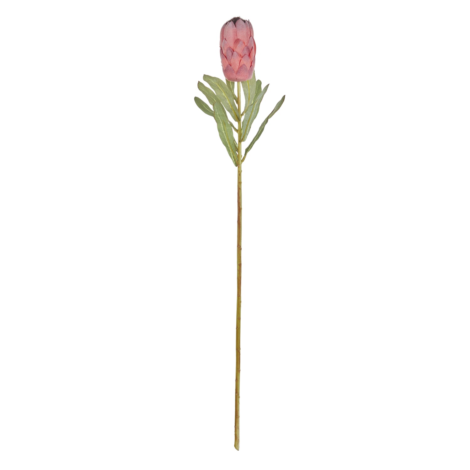 Faux Australis Protea Stem | Pink - 79cm