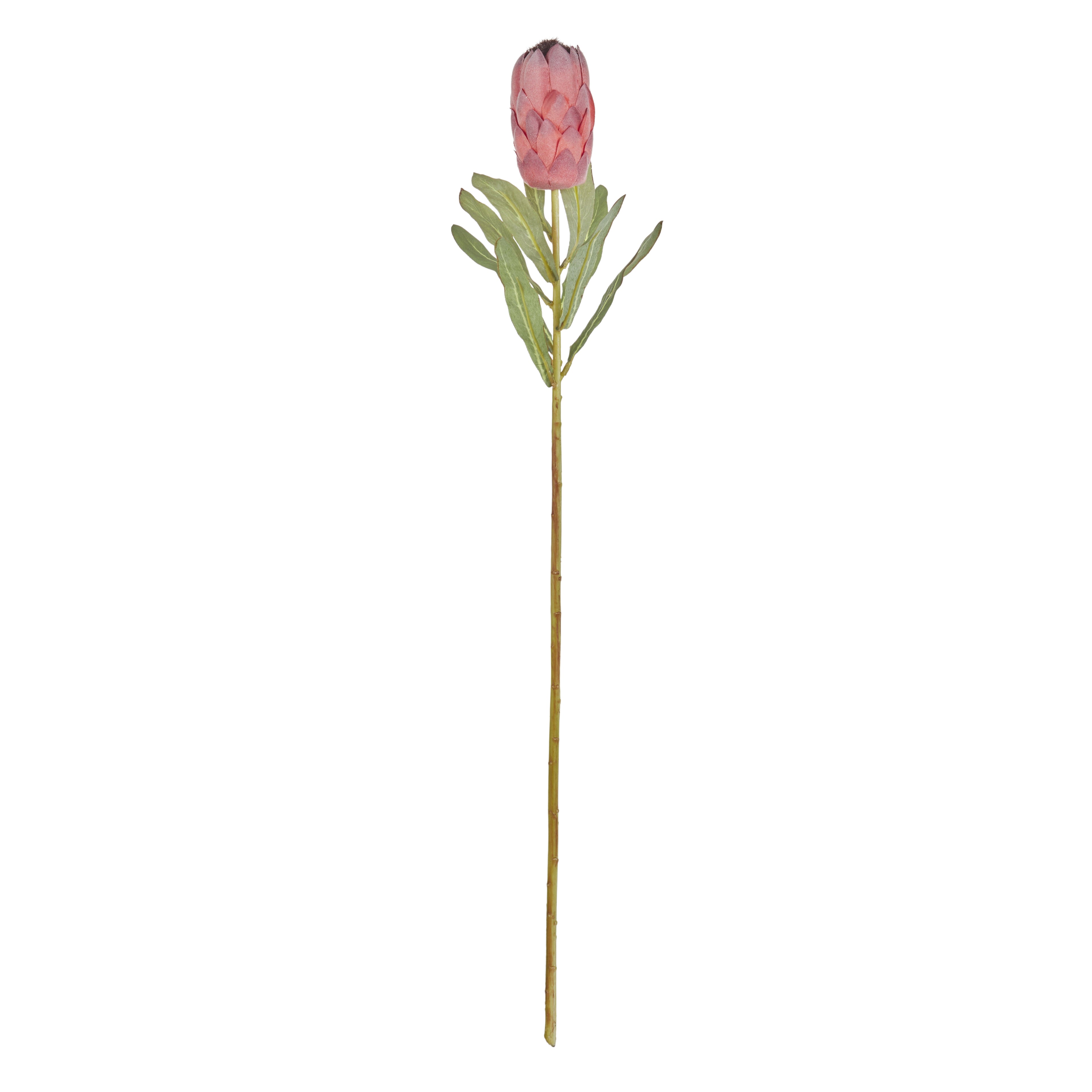 Faux Australis Protea Stem | Pink - 79cm