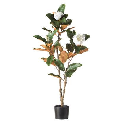 Rogue Magnolia Tree Green