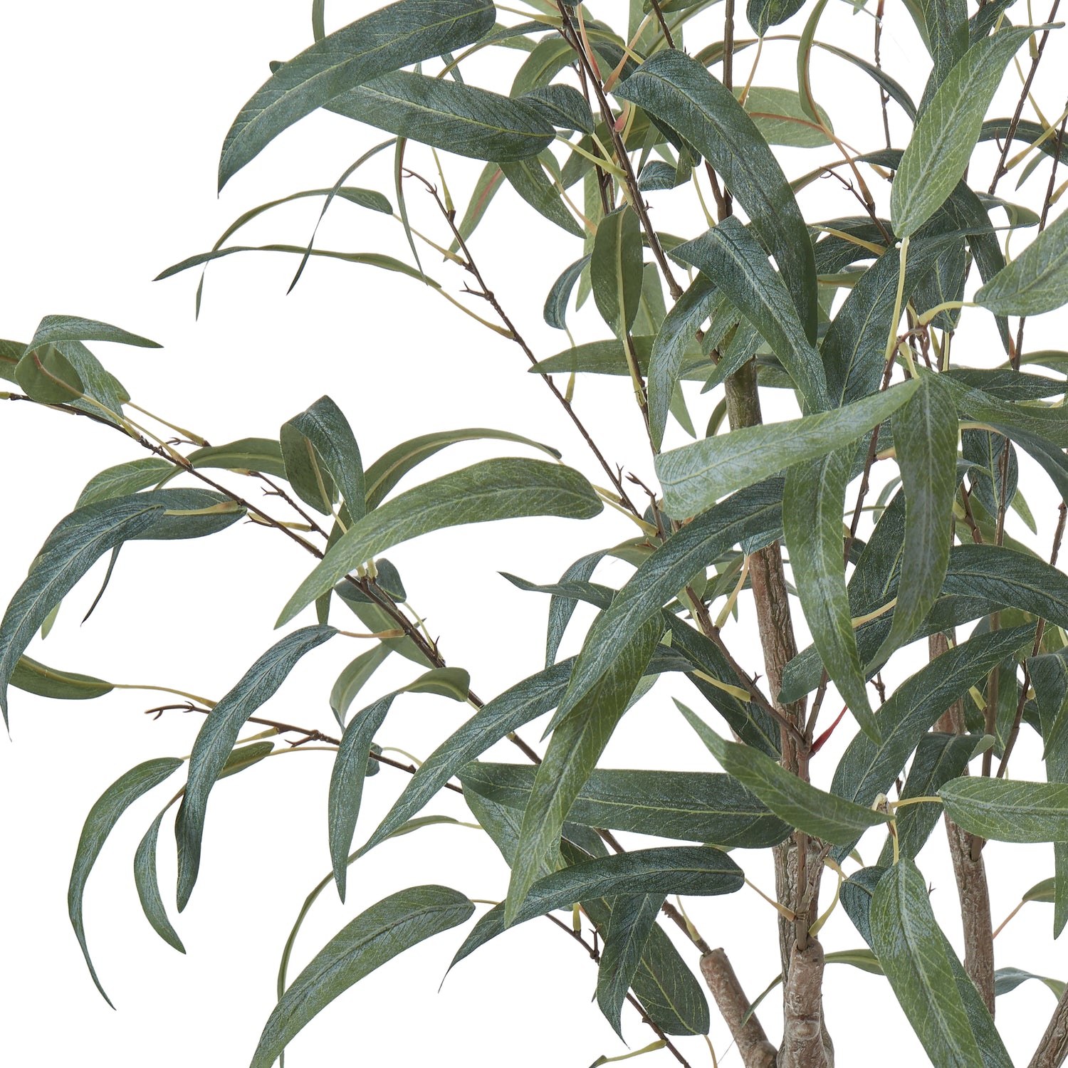 Rogue Eucalyptus Tree Green